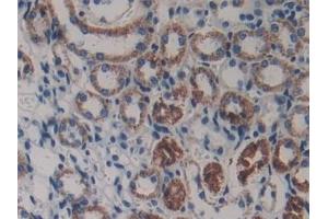 Detection of LAMb3 in Mouse Kidney Tissue using Polyclonal Antibody to Laminin Beta 3 (LAMb3) (Laminin beta 3 抗体  (AA 367-568))