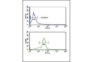 MSRA Antibody (N-term) (ABIN391489 and ABIN2841456) flow cytometric analysis of MDA-M cells (bottom histogram) compared to a negative control cell (top histogram). (MSRA 抗体  (N-Term))