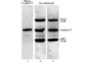 Mouse IP / Western Blot: Caspase 7 was immunoprecipitated from 0. (Fluorescent TrueBlot®: Anti-小鼠 Ig DyLight™ 800)