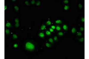 Immunofluorescence (IF) image for anti-POU Domain, Class 2, Transcription Factor 1 (POU2F1) (AA 442-743) antibody (ABIN7164043)
