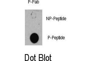 Image no. 1 for anti-Tuberous Sclerosis 1 (TSC1) (pSer505) antibody (ABIN358402) (TSC1 抗体  (pSer505))