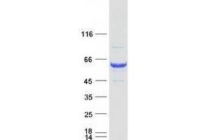 Western Blotting (WB) image for Syntrophin, gamma 1 (SNTG1) protein (Myc-DYKDDDDK Tag) (ABIN2733135)
