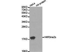 Western blot analysis of extracts of HeLa cell line and H4 protein expressed in E. (Histone 3 抗体  (2meArg3))