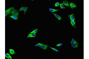 Immunofluorescent analysis of Hela cells using ABIN7151743 at dilution of 1:100 and Alexa Fluor 488-congugated AffiniPure Goat Anti-Rabbit IgG(H+L) (LIPG 抗体  (AA 360-500))