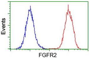 Flow cytometric Analysis of Hela cells, using anti-FGFR2 antibody (ABIN2454529), (Red), compared to a nonspecific negative control antibody, (Blue). (FGFR2 抗体)