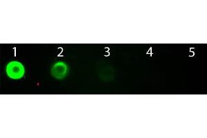 Dot Blot of Goat anti-Bovine IgG Fab2 Antibody Fluorescein Conjugated. (山羊 anti-Cow IgG (F(ab')2 Region) Antibody (FITC) - Preadsorbed)