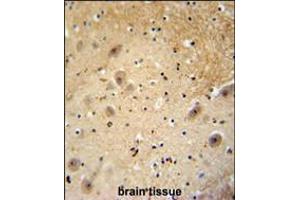 WDSOF1 antibody immunohistochemistry analysis in formalin fixed and paraffin embedded human brain tissue followed by peroxidase conjugation of the secondary antibody and DAB staining. (DCAF13 抗体  (C-Term))