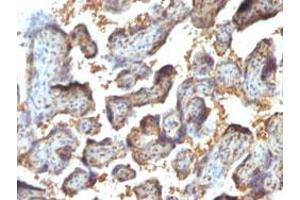 Immunohistochemical staining (Formalin-fixed paraffin-embedded sections) of human placenta with LGALS13 monoclonal antibody, clone PP13/1164 .