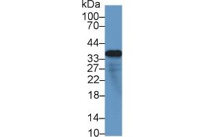Western Blot; Sample: Human Lung lysate; ;Primary Ab: 1µg/ml Rabbit Anti-Human MFAP4 Antibody;Second Ab: 0. (MFAP4 抗体  (AA 22-255))