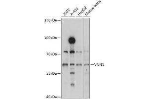 Western blot analysis of extracts of various cell lines, using VNN1 antibody (ABIN1683272, ABIN3017737, ABIN3017738 and ABIN6220225) at 1:3000 dilution. (VNN1 抗体  (AA 300-415))