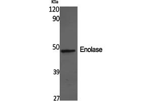 Western Blotting (WB) image for anti-Enolase 2 (Gamma, Neuronal) (ENO2) antibody (ABIN5960961) (ENO2/NSE 抗体)