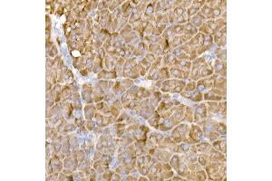 Immunohistochemistry of paraffin-embedded mouse pancreas using HDLBP Rabbit mAb (ABIN7267644) at dilution of 1:50 (40x lens).