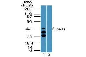 Image no. 1 for anti-Reproductive Homeobox 13 (RHOX13) (AA 1-50) antibody (ABIN960326) (Rhox13 抗体  (AA 1-50))