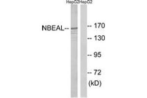 Western blot analysis of extracts from HepG2 cells, using NBEAL1 Antibody. (NBEAL1 抗体  (AA 566-615))