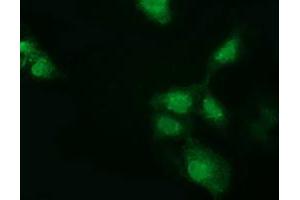 Anti-GSTT2 mouse monoclonal antibody (ABIN2453093) immunofluorescent staining of COS7 cells transiently transfected by pCMV6-ENTRY GSTT2 (RC200040). (GSTT2 抗体)