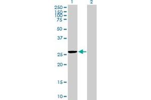 Western Blot analysis of MRPS35 expression in transfected 293T cell line by MRPS35 MaxPab polyclonal antibody. (MRPS35 抗体  (AA 1-227))