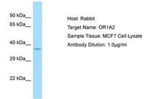 Image no. 1 for anti-Olfactory Receptor, Family 1, Subfamily A, Member 2 (OR1A2) (C-Term) antibody (ABIN6749900) (OR1A2 抗体  (C-Term))