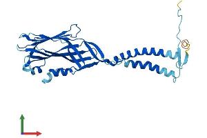 AlphaFold protein structure predicition of Mouse Recombinant Tmem231 Protein, UniprotID Q3U284