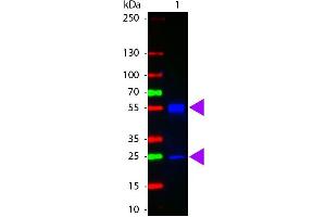 Western Blot of ATTO 425 conjugated Goat anti-Mouse IgG antibody. (山羊 anti-小鼠 IgG (Heavy & Light Chain) Antibody (Atto 425) - Preadsorbed)