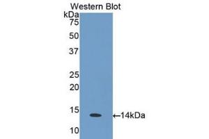 Western Blotting (WB) image for anti-Chemokine (C-C Motif) Ligand 26 (CCL26) (AA 24-94) antibody (ABIN1175485) (CCL26 抗体  (AA 24-94))