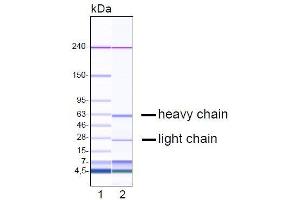Capillary gel electrophoresis of purified ME-1C4 monoclonal antibody. (GDF15 抗体  (N-Term))