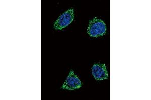 Immunofluorescence (IF) image for anti-Growth Hormone Releasing Hormone (GHRH) antibody (ABIN3003474) (GHRH 抗体)