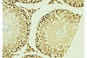 ABIN6276953 at 1/100 staining Mouse testis tissue by IHC-P.