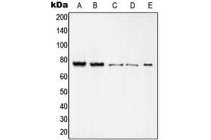 Western blot analysis of c-Rel expression in K562 (A), Raw264. (c-Rel 抗体  (C-Term))