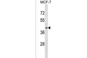 OR56B1 Antibody (N-term) (ABIN1538861 and ABIN2849834) western blot analysis in MCF-7 cell line lysates (35 μg/lane). (OR56B1 抗体  (N-Term))