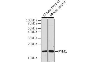 Western blot analysis of extracts of various cell lines, using PYM1 Rabbit pAb (ABIN7269181) at 1:1000 dilution. (PYM 抗体)