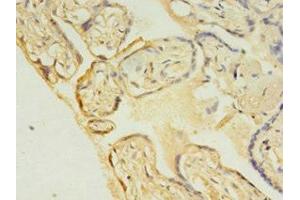 Immunohistochemistry of paraffin-embedded human placenta tissue using ABIN7174430 at dilution of 1:100 (UBE2C 抗体  (AA 2-179))