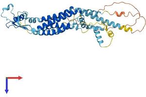 PANX1 Protein (AA 1-426) (His tag)