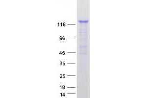 Western Blotting (WB) image for Ral Guanine Nucleotide Dissociation Stimulator (RALGDS) (Transcript Variant 1) protein (Myc-DYKDDDDK Tag) (ABIN2730443)