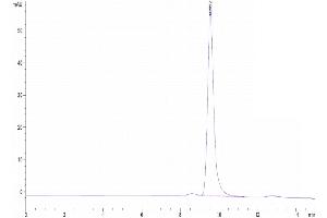 The purity of Human IFN-alpha 1 is greater than 95 % as determined by SEC-HPLC.