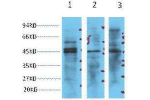 Western Blot (WB) analysis of 1) HeLa, 2) Jurkat, 3) 293T cell lysates, diluted at 1:3000. (ENO2/NSE 抗体)