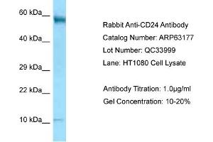 Western Blotting (WB) image for anti-CD24 Molecule (CD24) (N-Term) antibody (ABIN2789401) (CD24 抗体  (N-Term))