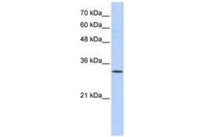 Image no. 1 for anti-Sideroflexin 1 (SFXN1) (N-Term) antibody (ABIN6741065) (SFXN1 抗体  (N-Term))
