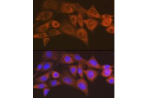 Immunofluorescence (IF) image for anti-AlkB, Alkylation Repair Homolog 1 (ALKBH1) antibody (ABIN7265552)