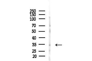 anti-Coiled-Coil Domain Containing 28A (CCDC28A) (Internal Region) antibody