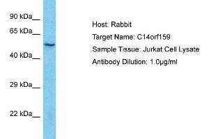 Host: Rabbit Target Name: C14orf159 Sample Type: Jurkat Whole Cell lysates Antibody Dilution: 1. (C14ORF159 抗体  (C-Term))