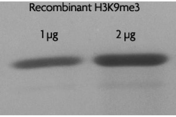 Histone 3 Protein (H3) (H3K9me3)