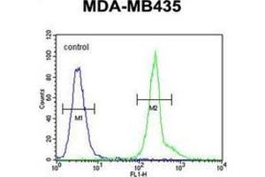Flow cytometric analysis of MDA-MB435 cells using PRPSAP1 Antibody (N-term) Cat. (PRPSAP1 抗体  (N-Term))