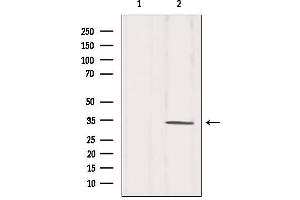 Western blot analysis of extracts from Mouse brain, using CDC2 Antibody. (CDK1 抗体  (N-Term))