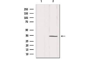 Western Blotting (WB) image for anti-Cyclin-Dependent Kinase 1 (CDK1) (N-Term) antibody (ABIN6260670)