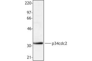 Image no. 1 for anti-Cyclin-Dependent Kinase 1 (CDK1) antibody (ABIN205503) (CDK1 抗体)