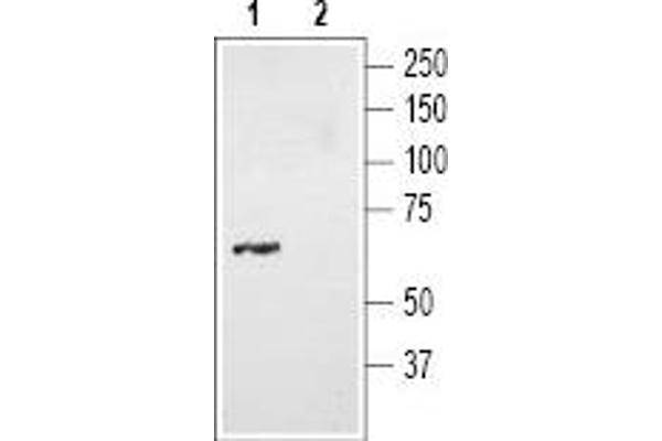 NTSR2 抗体  (C-Term, Intracellular)