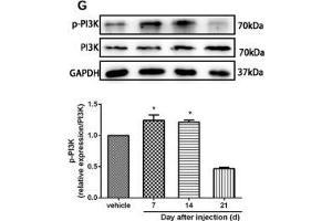 The CXCR7 and PI3K/Akt signaling pathways are involved in CPSP in the dorsal horn of the spinal cord. (GAPDH 抗体)