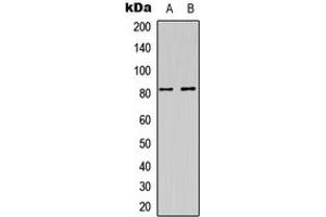 Western blot analysis of DAXX (pS668) expression in HEK293T (A), HeLa (B) whole cell lysates.
