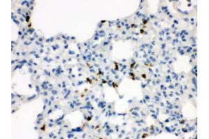 Anti- Wnt7a antibody, IHC(P) IHC(P): Rat Lung Tissue