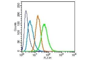 RSC96 cells probed with Rabbit Anti-GSK3 Alpha/Beta(Tyr279+Tyr216) Polyclonal Antibody . (GSK3 alpha/beta 抗体  (pTyr216, pTyr279))